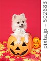 ポメラニアン 502683