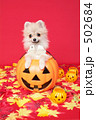 ポメラニアン 502684