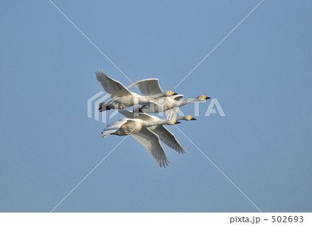 白鳥の家族飛行 白鳥の家族飛行 502693