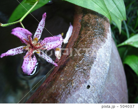 水瓶のホトトギス　水面の花 504037