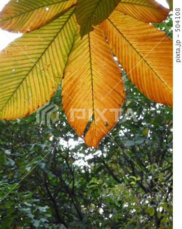 秋色の葉 504108