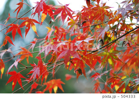 養老渓谷の紅葉 504333