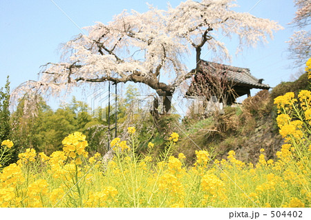 地蔵禅院の枝垂桜と菜の花畑 地蔵禅院の枝垂桜と菜の花畑 504402