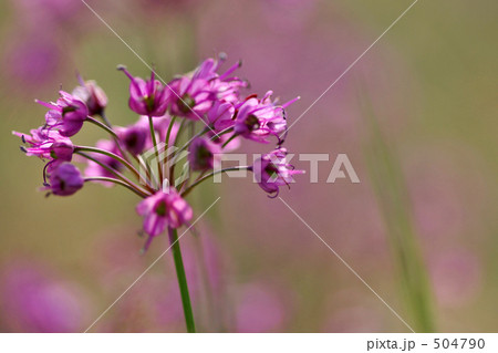 砂丘ラッキョウの花 504790