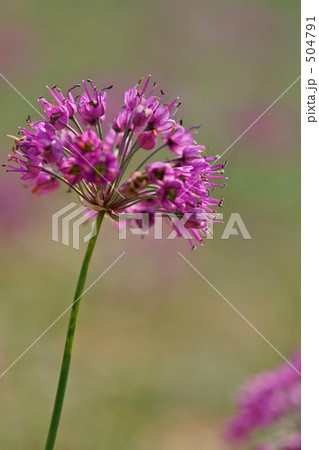 砂丘ラッキョウの花 504791