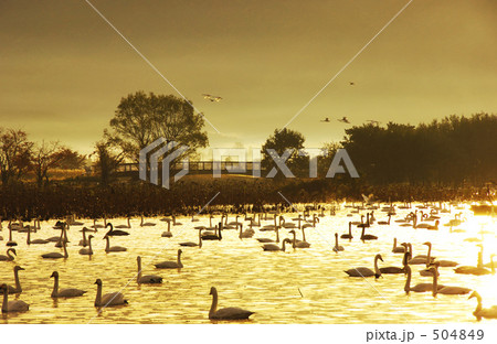 瓢湖の朝 瓢湖の朝 504849