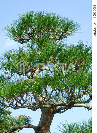松の木の写真素材