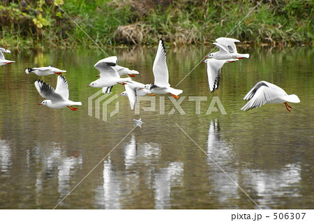 ユリカモメ ユリカモメ 506307