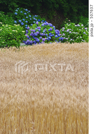 アジサイの頃 アジサイの頃 507637
