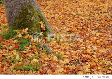 もみじ絨毯 もみじ絨毯 507656