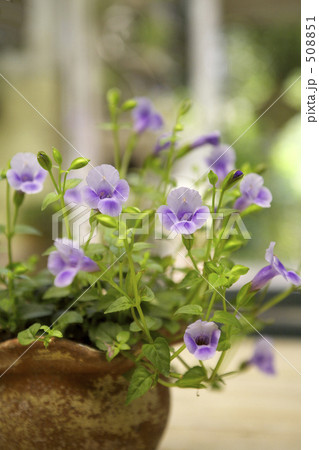 トレニアの鉢植え トレニアの鉢植え 508851