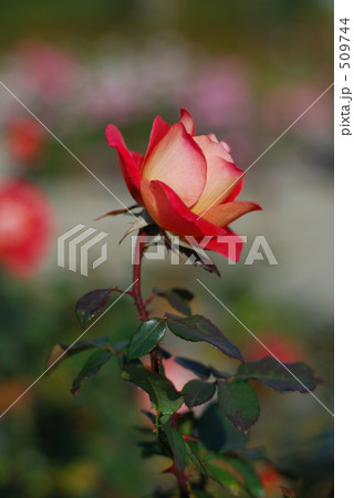 薔薇　あやおり 509744