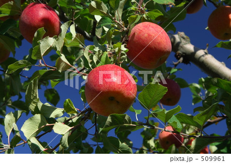 サンふじ (青森りんご) サンふじ (青森りんご) 509961