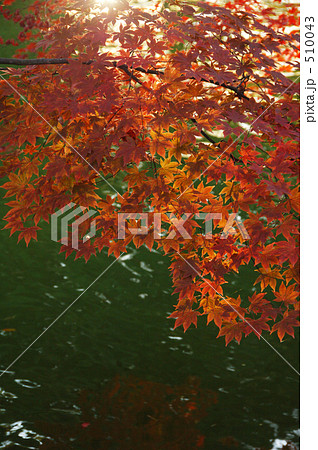 水と光と褐葉 水と光と褐葉 510043