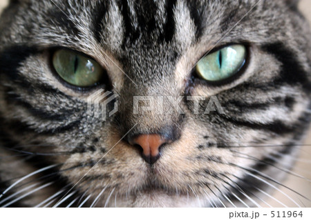 猫の眼差し 511964
