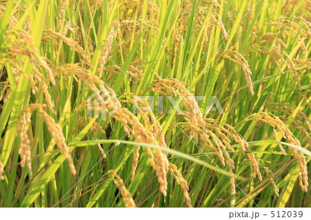 実りの秋 512039