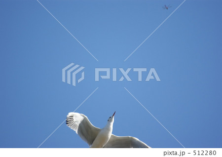 ユリカモメ ユリカモメ 512280