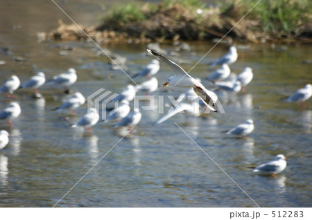 ユリカモメ 512283