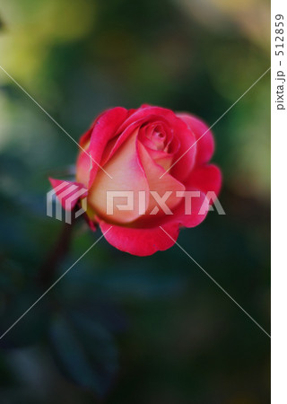 薔薇　あやおり 512859