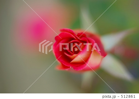 薔薇　あやおり 512861