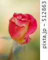 薔薇　あやおり 512863