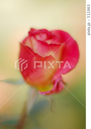 薔薇　あやおり 512863