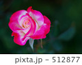 薔薇 デスティニィ 512877