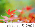 紅葉　モミジ 512901