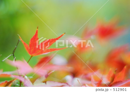 紅葉　モミジ 512901