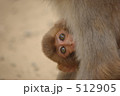 抱っこする小猿 512905