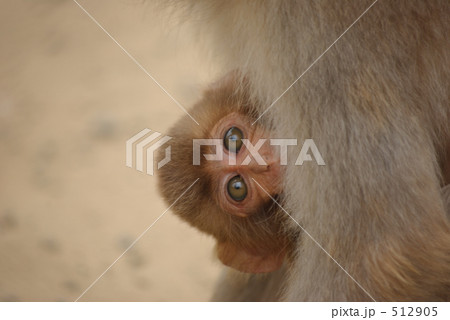 抱っこする小猿 512905