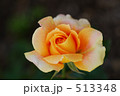 薔薇　万葉 513348