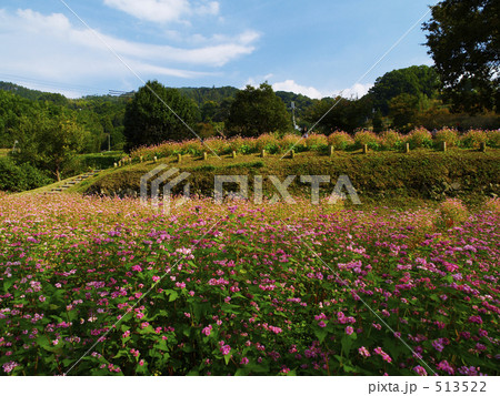 赤ソバの畑 513522