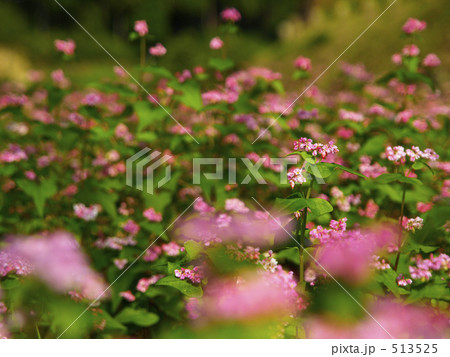 赤ソバの花 513525