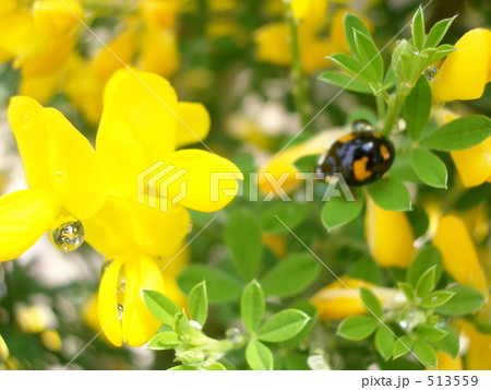 ヒメエニシダの涙 ヒメエニシダの涙 513559