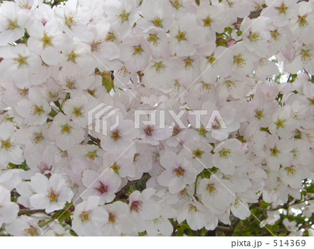 満開の桜 514369