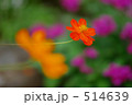 キバナコスモス 514639