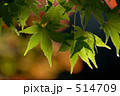 514709