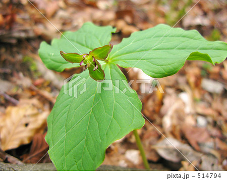 春の山に咲くエンレイソウ 春の山に咲くエンレイソウ 514794