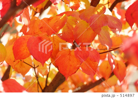 ヤマボウシ紅葉4 ヤマボウシ紅葉4 514897