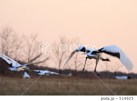 タンチョウ 514925