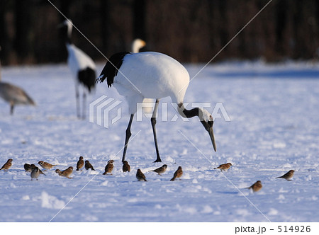 タンチョウ タンチョウ 514926
