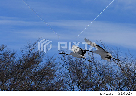 タンチョウ 514927