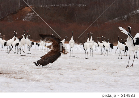オジロワシとタンチョウ 514933