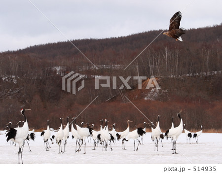 オジロワシとタンチョウ 514935