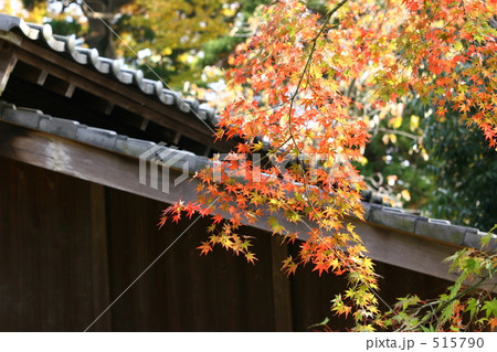 紅葉 515790