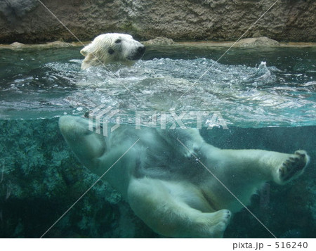 旭山動物園 ホッキョクグマ 旭山動物園 ホッキョクグマ 516240