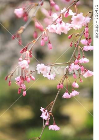 紅枝垂桜 516451