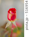 薔薇　あやおり 516954