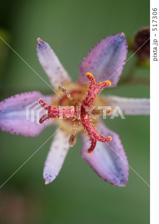 タイワンホトトギス3 タイワンホトトギス3 517306